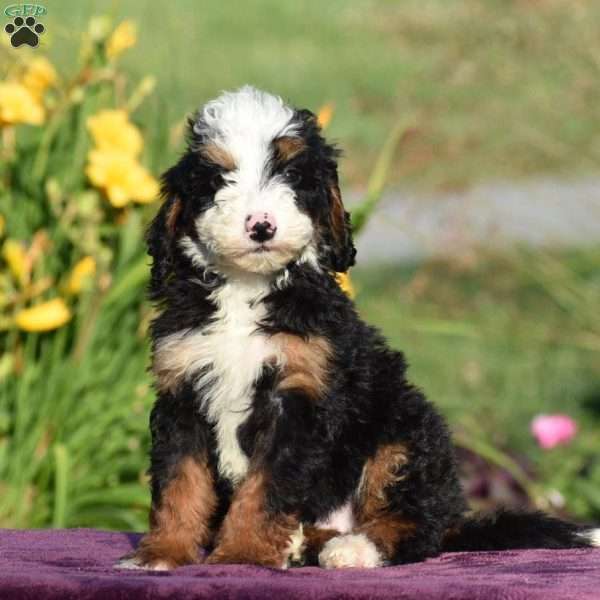 Bobby, Mini Bernedoodle Puppy